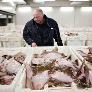 Visspecialist de Dolfijn image 3