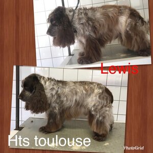 Hondentrimsalon Toulouse image 5