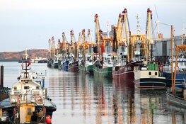 Proef Noordzeevis uit IJmuiden