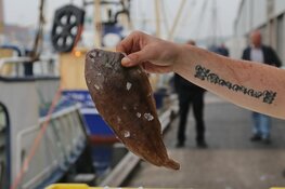 Proef Noordzeevis uit IJmuiden