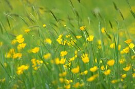 Reukgras en bijzondere bloemen in de weides van Beeckestijn