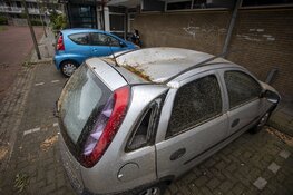 Auto&#39;s beschadigd door omgevallen boom door storm IJmuiden