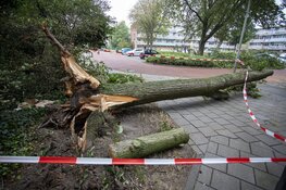 Auto&#39;s beschadigd door omgevallen boom door storm IJmuiden
