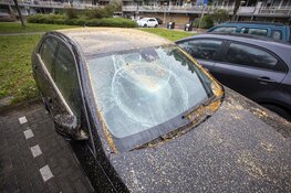 Auto&#39;s beschadigd door omgevallen boom door storm IJmuiden