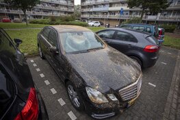 Auto&#39;s beschadigd door omgevallen boom door storm IJmuiden