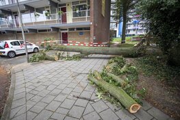 Auto&#39;s beschadigd door omgevallen boom door storm IJmuiden