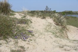 Zanddoddegras klinkt als een gedicht
