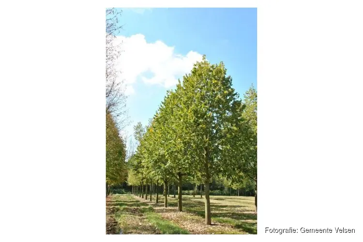 Bomen voor Van den Vondellaan Driehuis