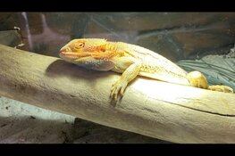 Baardagamen per post verzonden. Dierenpolitie onderneemt actie