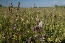 Ga voor topnatuur: vul de enquete in
