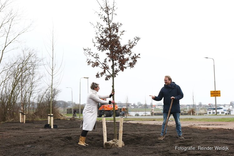 Planten eerste boom markeert start renovatie en compensatie groen langs Pontweg Velsen-Noord
