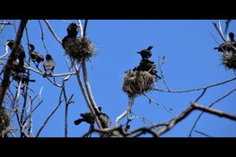 Het broedseizoen is weer begonnen