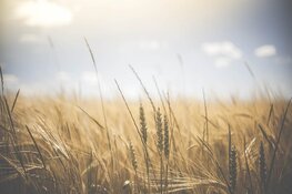Wisselvallige start van augustus met buien, warmte en vervolgens verkoeling