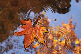 Herfst laat zich gelden