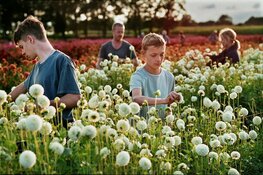 Programma Filmtheater Velsen - week 2