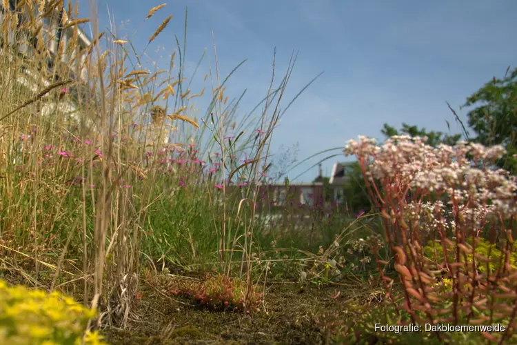 De Weidbuurt aan de slag met groene daken