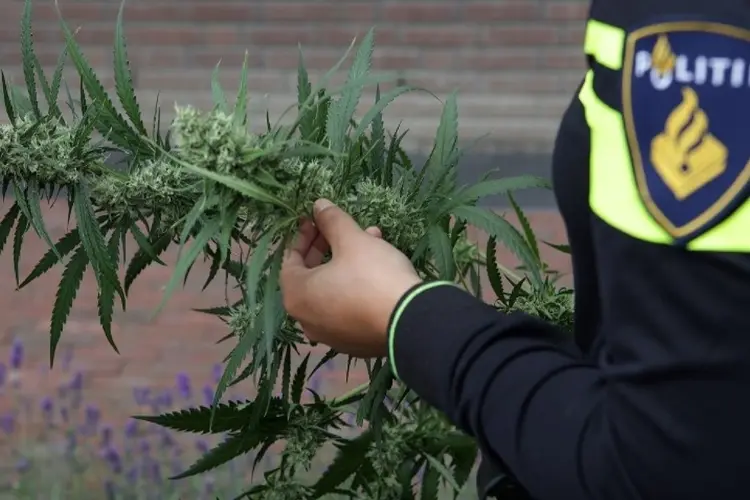 Sluiting bedrijfspand Rondweg 6 te IJmuiden vanwege aantreffen hennepkwekerij