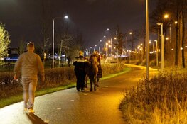 Paarden op de vlucht door Santpoort-Noord