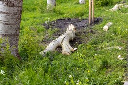 Deel boom valt op auto in Velsen-Zuid