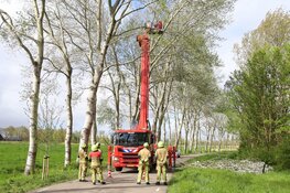 Deel boom valt op auto in Velsen-Zuid