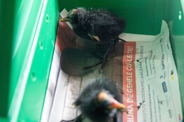 Meerhoentjes door brandweer gered uit pijp in Velserbroek