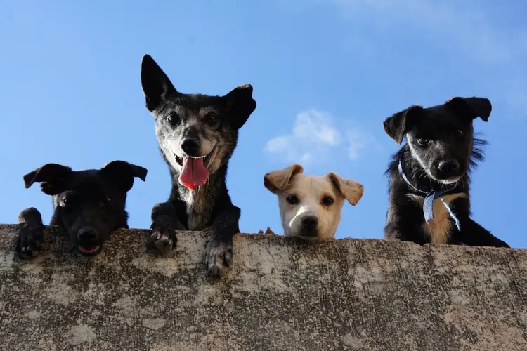Iedere dag met honden werken: 5 leuke banen