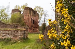 Op pad met een IVN-gids: ontdek de bijzondere natuur van de Ruïne van Brederode