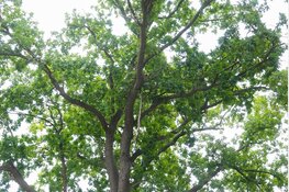 Brandweer assisteert om gevaarlijk hangende tak uit boom te halen aan de Zeeweg in IJmuiden