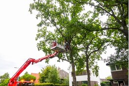 Brandweer assisteert om gevaarlijk hangende tak uit boom te halen aan de Zeeweg in IJmuiden