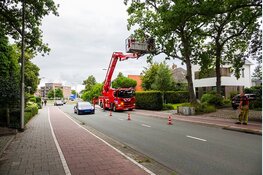 Brandweer assisteert om gevaarlijk hangende tak uit boom te halen aan de Zeeweg in IJmuiden