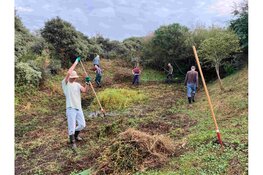 IVN Werkdag Rimpelroos verwijderen uit de duinen!