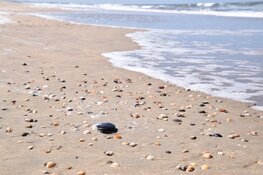 Ontdek de verborgen dieren van de Noordzee