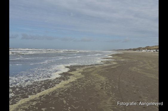 Ontdek de verborgen dieren van de Noordzee