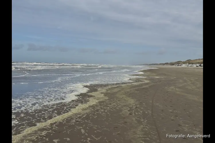 Ontdek de verborgen dieren van de Noordzee