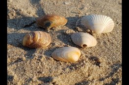 Ontdek de verborgen dieren van de Noordzee