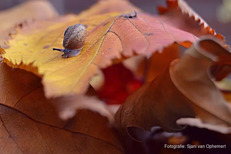 Leer loslaten met hulp van de natuur
