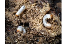 Tips voor het bestrijden van engerlingen: wat zijn het en hoe kom je er vanaf?