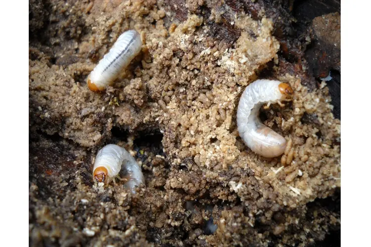 Tips voor het bestrijden van engerlingen: wat zijn het en hoe kom je er vanaf?