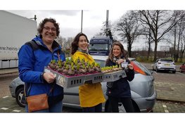 Jaarlijkse Hyacintenactie Muziekvereniging Soli