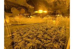 Haventeam Velsen ontdekt ruim 500 hennepplanten tijdens controle