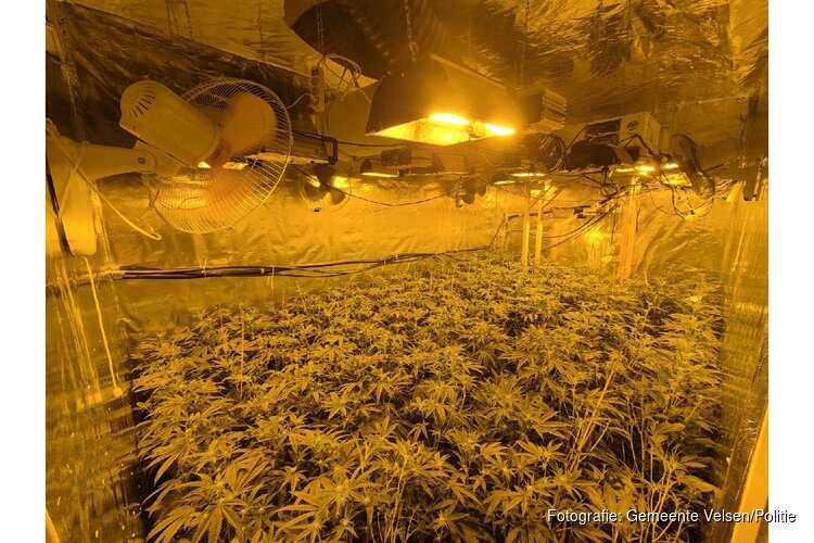 Haventeam Velsen ontdekt ruim 500 hennepplanten tijdens controle