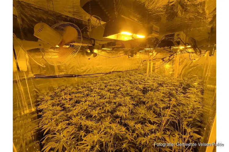 Haventeam Velsen ontdekt ruim 500 hennepplanten tijdens controle