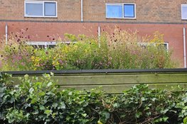 Doe mee met groene daken-actie in Velsen