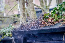 Schuur vliegt bijna in brand door brand in klimop