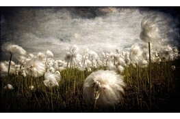 Verrassing & Verwondering: Foto’s Ruud van den Berg in Bibliotheek Velsen