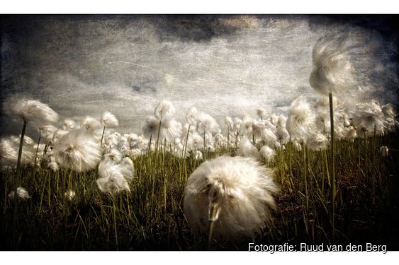 Verrassing & Verwondering: Foto’s Ruud van den Berg in Bibliotheek Velsen