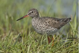 Aantal weidevogels bij Marquette neemt toe