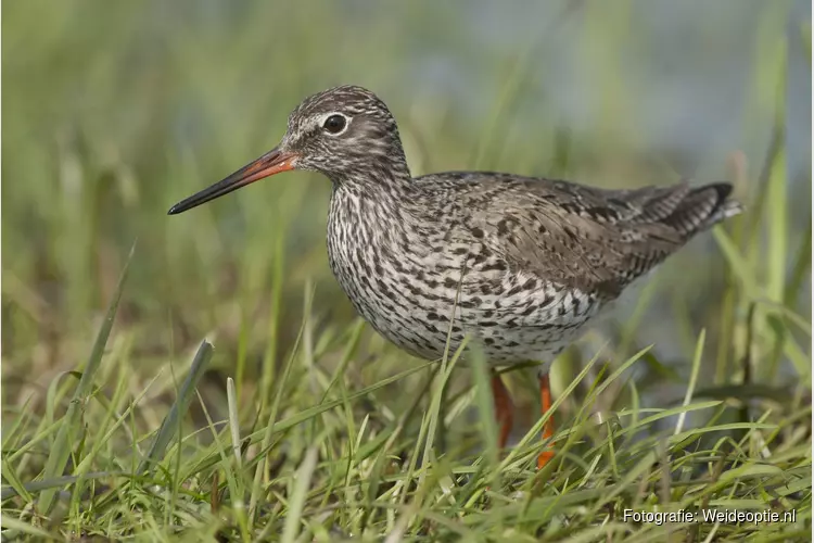 Aantal weidevogels bij Marquette neemt toe