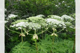 Gevaarlijke reuzenberenklauw rukt op: &#39;Kan flinke brandwonden veroorzaken&#39;