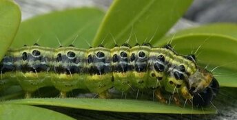 Dierenorganisaties waarschuwen: 'Vogels gaan dood door bestrijdingsmiddelen tegen buxusrups'